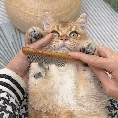 Wooden Cat Comb